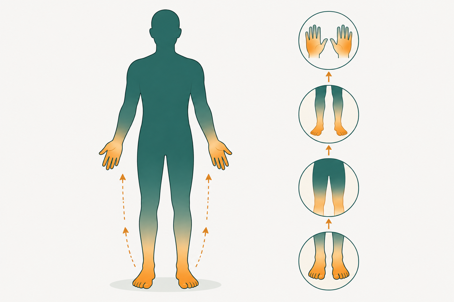 How neuropathy symptoms spread from the toes up through the feet and ankles.